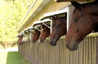 riding-club-facebook-photos-horses-sticking-heads-out-of-stall-windows